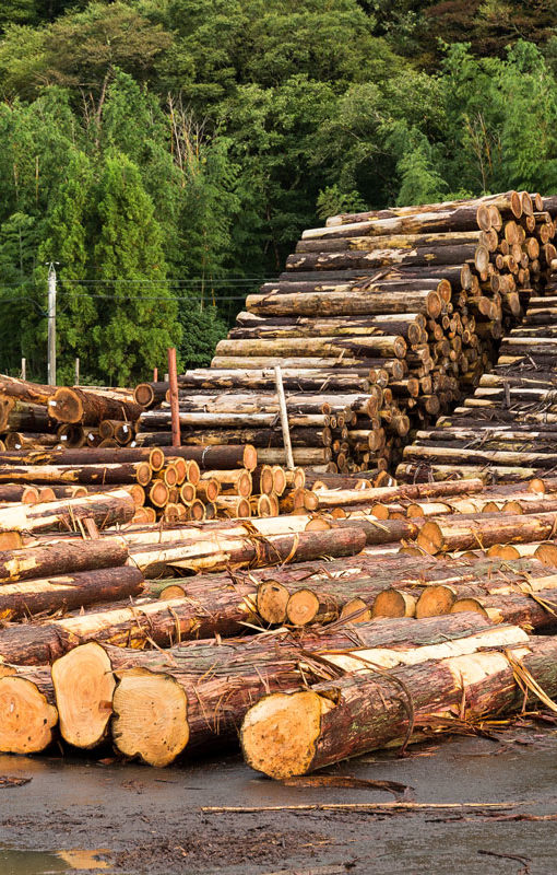 Bois découpé